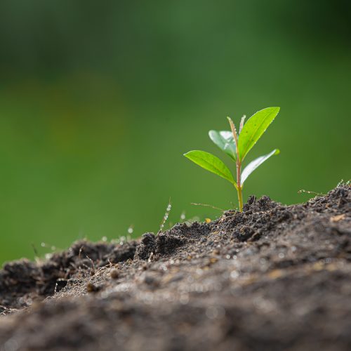 close up picture of the sapling of the plant is growing